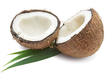 Image showing Coconut