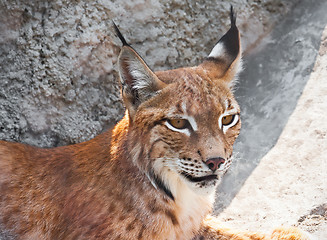 Image showing Lynx