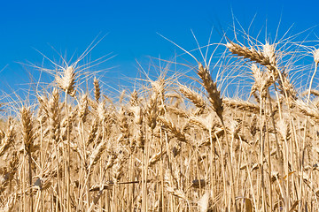 Image showing Wheat field