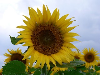 Image showing Sunflower 2