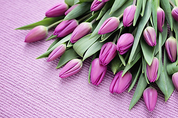 Image showing tulips