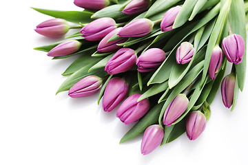 Image showing tulips