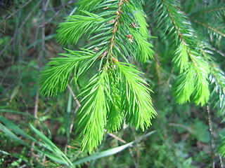 Image showing New fir