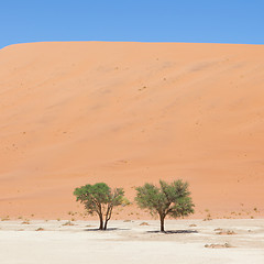 Image showing Two living trees in front of the red dunes of Namib desert