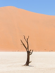 Image showing Lonely dead acacia tree in the Namib desert