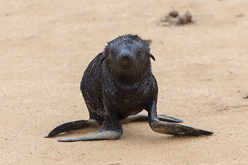 Image showing Cape fur seal (Arctocephalus pusillus)