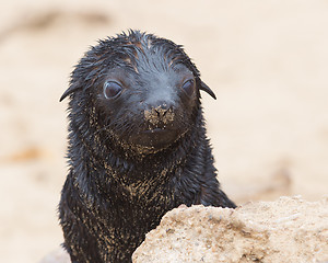 Image showing Cape fur seal (Arctocephalus pusillus)