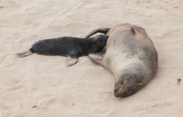 Image showing Cape fur seal (Arctocephalus pusillus)