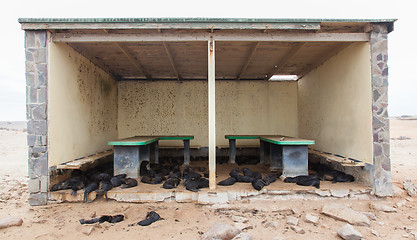 Image showing Cape fur seal (Arctocephalus pusillus)