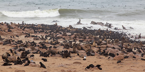 Image showing Cape fur seal (Arctocephalus pusillus)