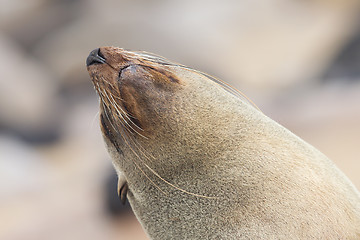 Image showing Cape fur seal (Arctocephalus pusillus)