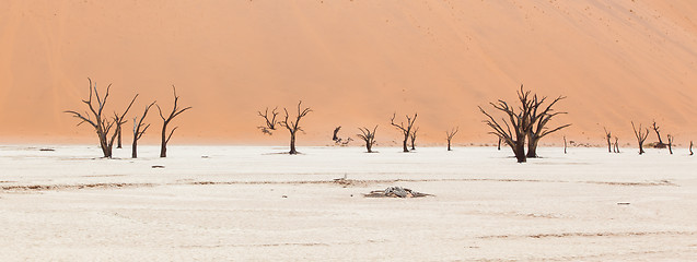 Image showing Dead acacia trees and red dunes of Namib desert