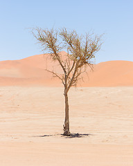 Image showing Living tree in front of the red dunes of Namib desert