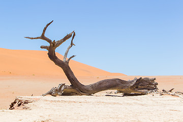 Image showing Dead acacia trees and red dunes of Namib desert