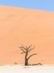 Image showing Lonely dead acacia tree in the Namib desert