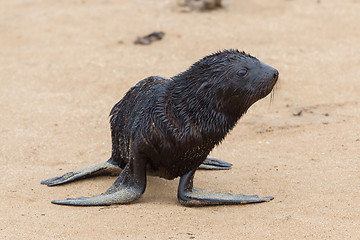 Image showing Cape fur seal (Arctocephalus pusillus)