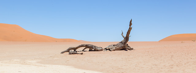 Image showing Dead acacia trees and red dunes of Namib desert