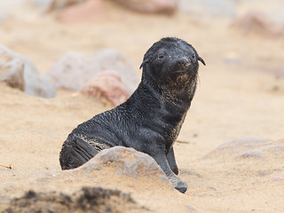 Image showing Cape fur seal (Arctocephalus pusillus)