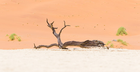 Image showing Dead acacia trees and red dunes of Namib desert