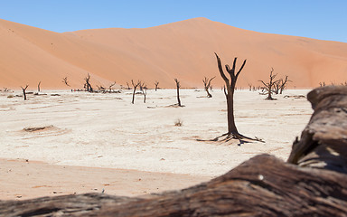 Image showing Dead acacia trees and red dunes of Namib desert