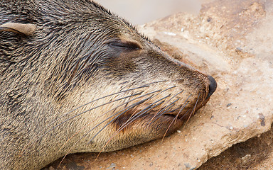 Image showing Cape fur seal (Arctocephalus pusillus)