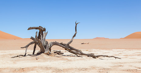 Image showing Dead acacia trees and red dunes of Namib desert