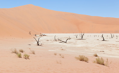 Image showing Dead acacia trees and red dunes of Namib desert