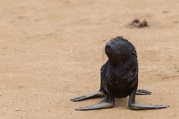 Image showing Cape fur seal (Arctocephalus pusillus)