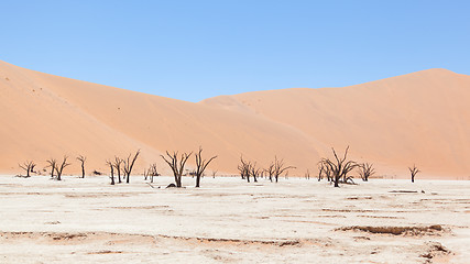 Image showing Dead acacia trees and red dunes of Namib desert