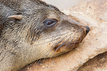 Image showing Cape fur seal (Arctocephalus pusillus)