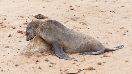 Image showing Cape fur seal (Arctocephalus pusillus)