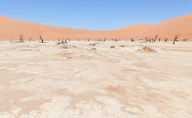 Image showing Dead acacia trees and red dunes of Namib desert