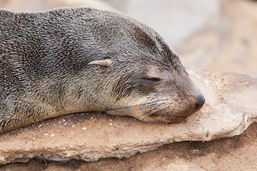 Image showing Cape fur seal (Arctocephalus pusillus)