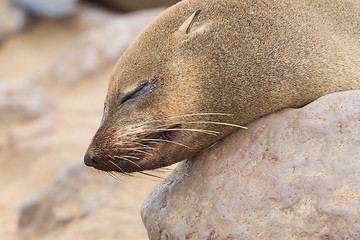 Image showing Cape fur seal (Arctocephalus pusillus)