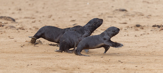 Image showing Running cape fur seals (Arctocephalus pusillus)