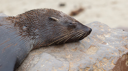 Image showing Cape fur seal (Arctocephalus pusillus)