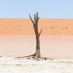 Image showing Dead acacia trees and red dunes of Namib desert