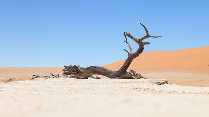 Image showing Dead acacia trees and red dunes of Namib desert