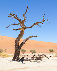 Image showing Dead acacia trees and red dunes of Namib desert