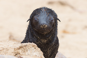 Image showing Cape fur seal (Arctocephalus pusillus)