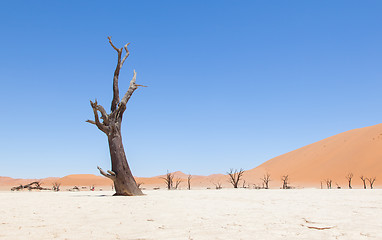 Image showing Dead acacia trees and red dunes of Namib desert