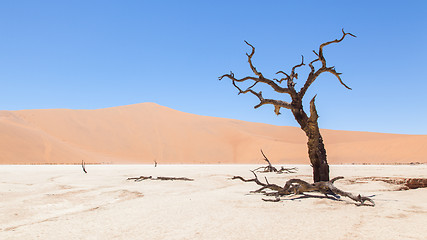 Image showing Dead acacia trees and red dunes of Namib desert