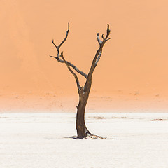 Image showing Dead acacia trees and red dunes of Namib desert