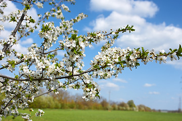 Image showing Flowering cherry branch
