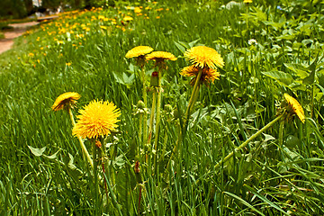 Image showing Flowering dandelions plants