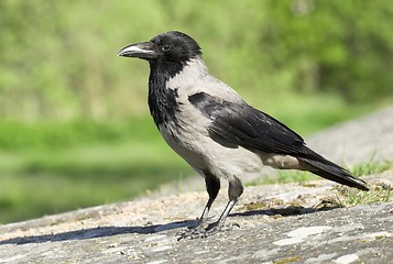 Image showing Hooded Crow