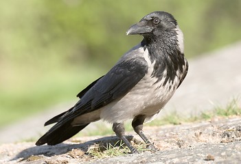 Image showing Hooded Crow