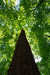 Image showing Green forest