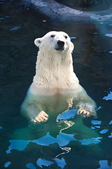 Image showing Polar bear