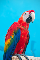Image showing Ara parrot